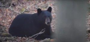 Spiritual Meaning of Black Bear Crossing Your Path