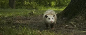 Spiritual Meaning of Possum Crossing Your Path