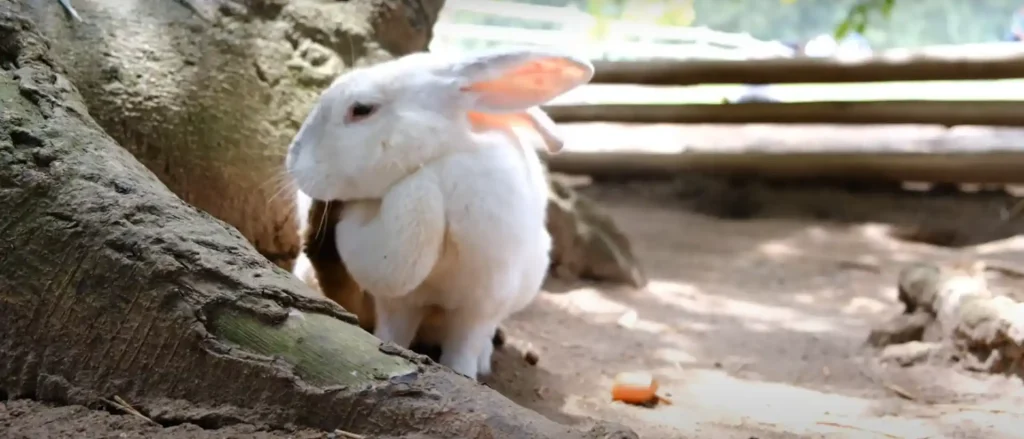 Spiritual Meaning of Rabbit Crossing Your Path