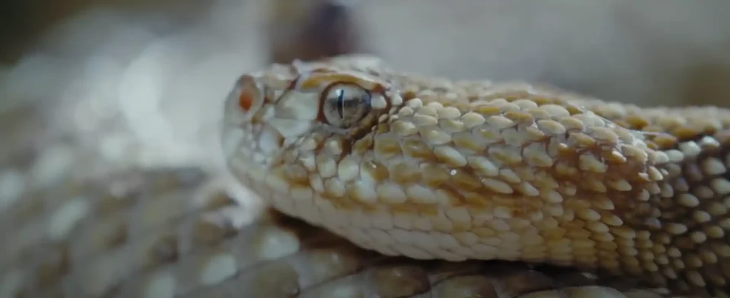 Spiritual Meaning of Rattlesnake in Dream - The Brief Answer