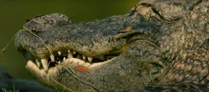 Spiritual Meaning of Seeing an Alligator