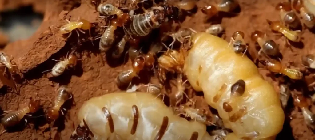 Spiritual Meaning of Termites in Dreams - The Brief Answer