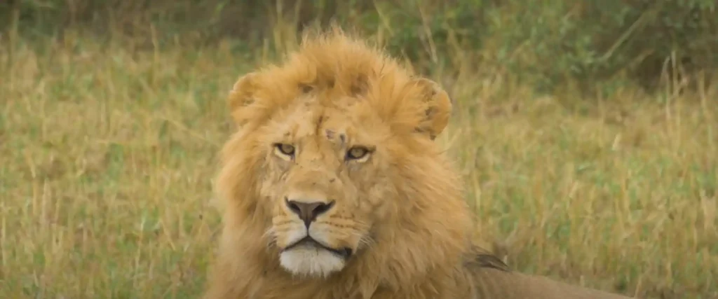 The King of the Jungle and His Majestic Qualities