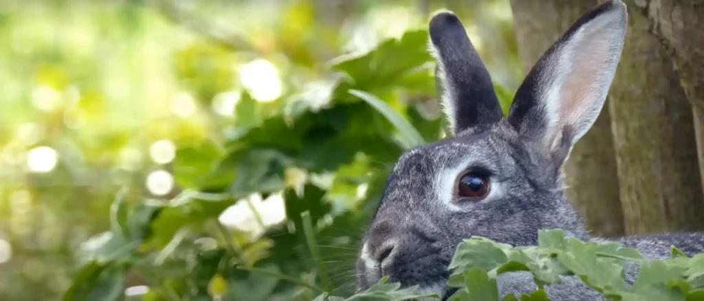 The Rabbit Totem