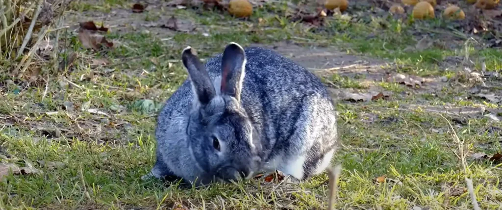 The Rabbits in Folklore