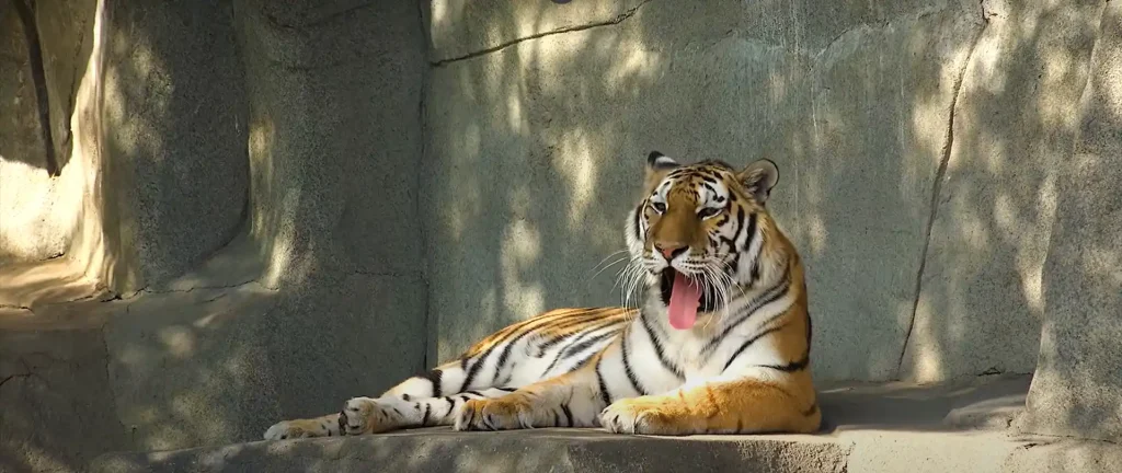 Tiger Spiritual Meaning - The Brief Answer