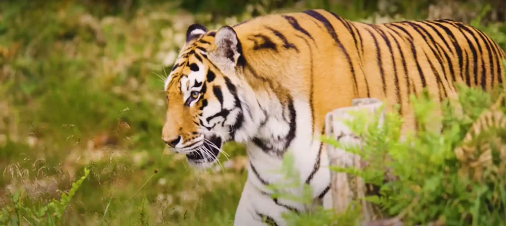 Tiger Spiritual Meaning What Does It Mean for You