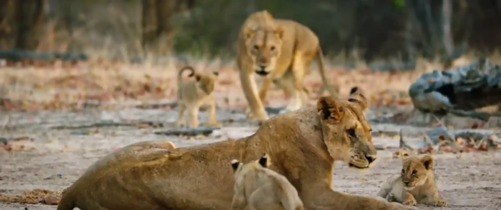 What Does a Lioness Symbolize Courage and Leadership