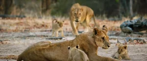 What Does a Lioness Symbolize Courage and Leadership