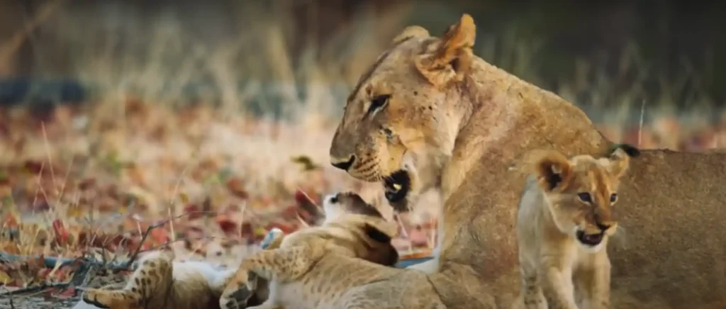 What Does a Lioness Symbolize - The Brief Answer