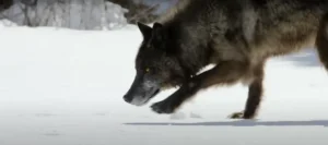 What do Wolves Symbolize Loyalty, Strength, and Individuality
