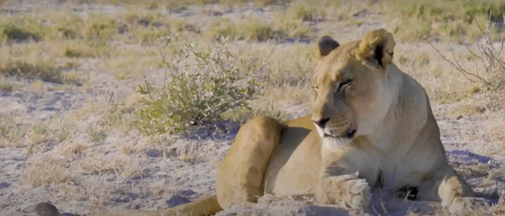 What do lions symbolize