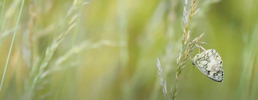 White Butterfly Spiritual Meaning Purity and Guidance
