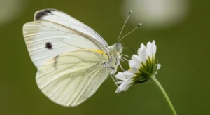 white butterfly symbolism