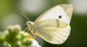 white butterfly symbolism in mythology and folklore