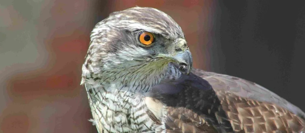 black hawk symbolism