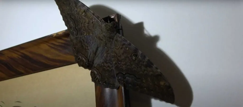 black moth dream meaning