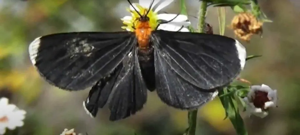 black moth symbolism