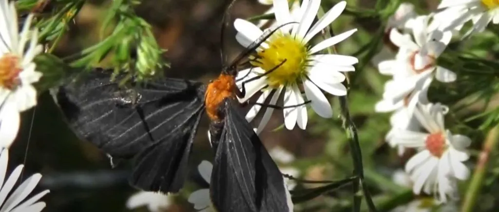 black moth in the house meaning