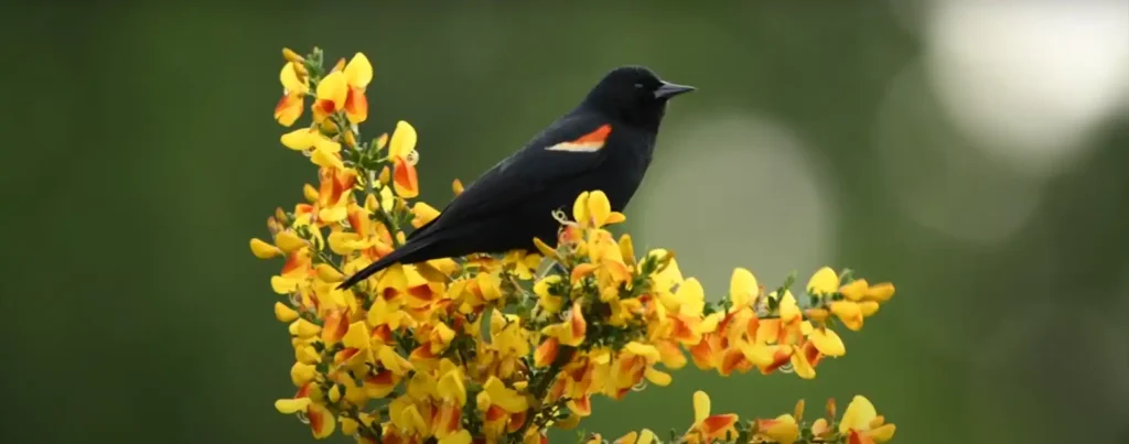 blackbird symbolism seeing a blackbird spiritual meaning