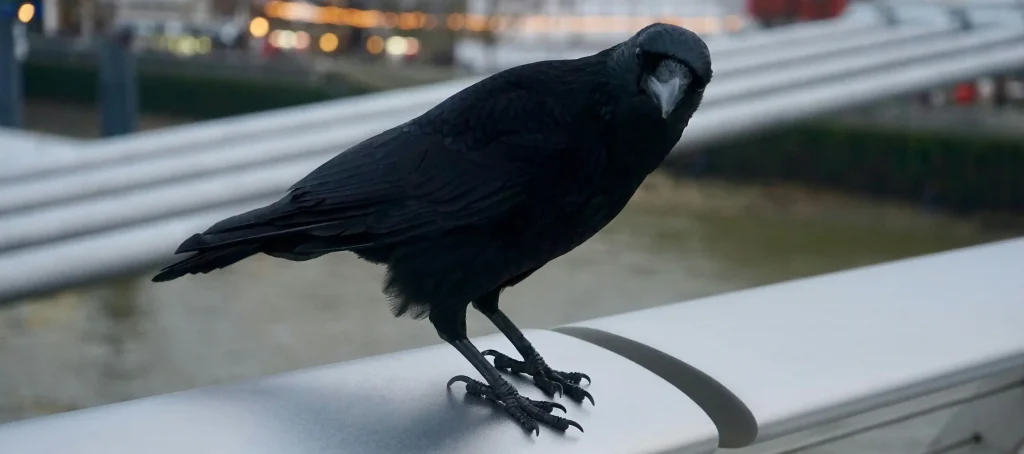 crows spiritual meaning number of crows meaning