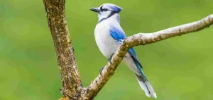 dead blue jay spiritual meaning symbolism and dream meaning