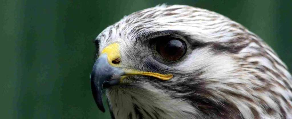 hawk spiritual meaning