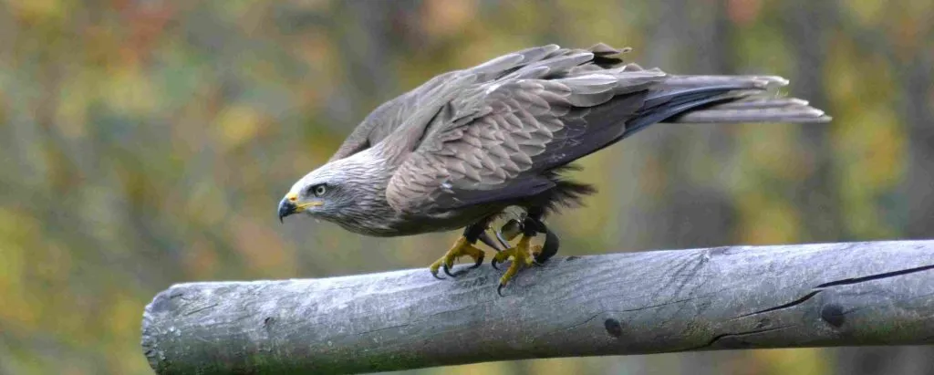hawk symbolism