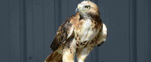 hawk symbolism and hawk spiritual meaning explanation