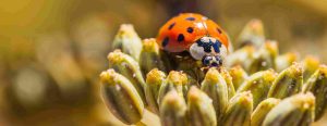 ladybug spiritual meaning symbolism meaning and dream meaning
