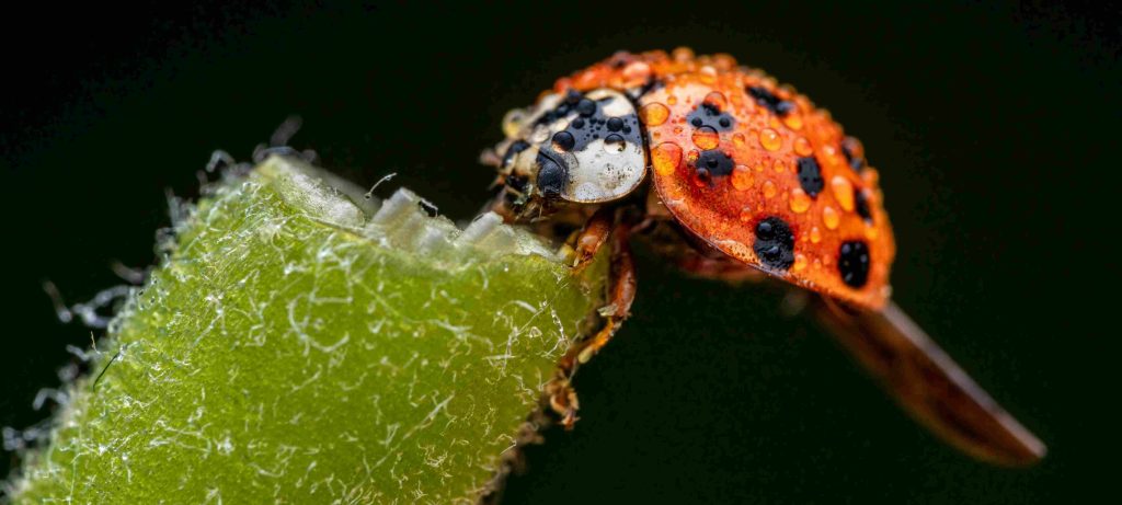orange ladybug meaning