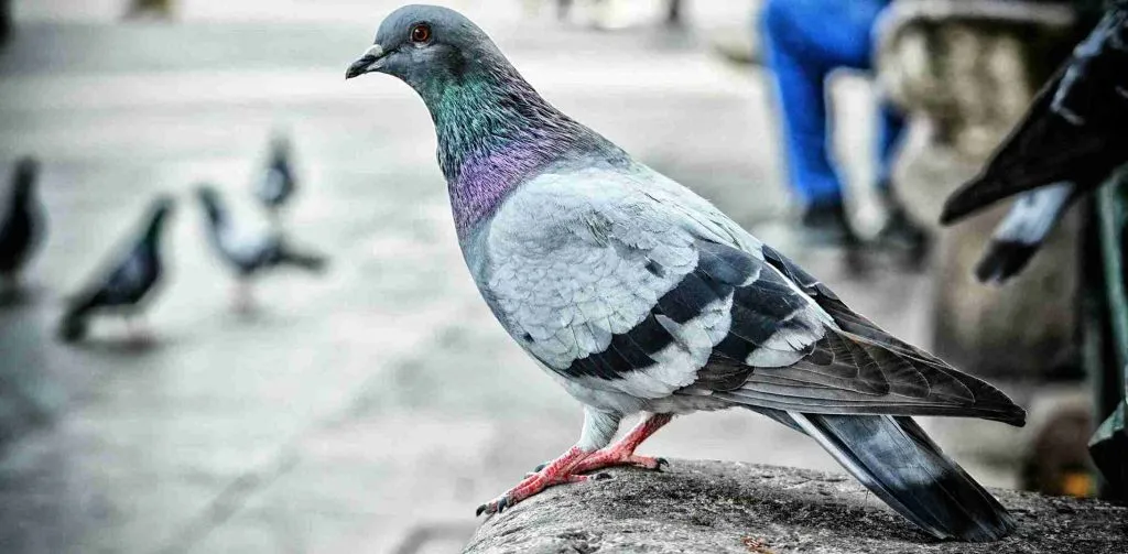 pigeon symbolism