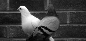 pigeon symbolism pigeon spiritual meaning explained all