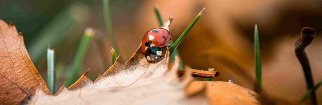 red ladybug spiritual meaning