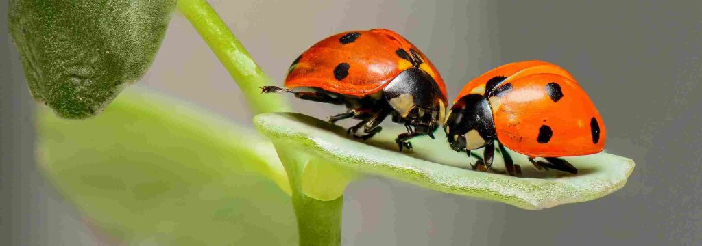 spiritual meaning of ladybug in your house