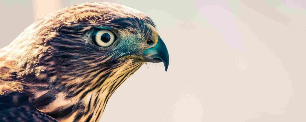 spiritual meaning of a hawk flying over you