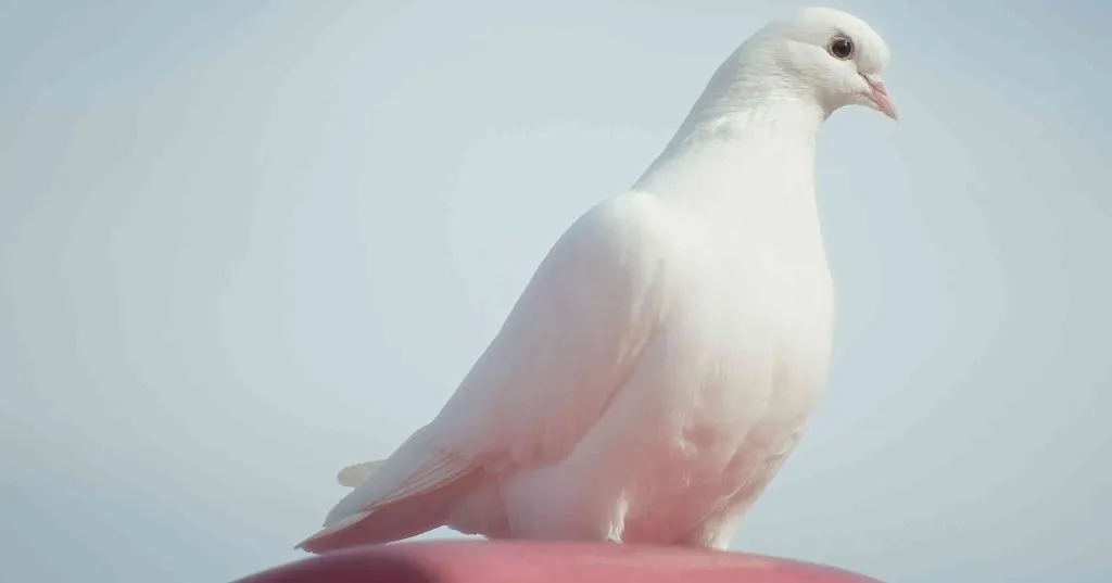 what does it mean when a pigeon visits you