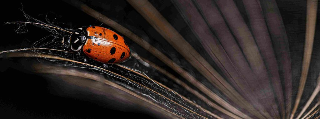 yellow ladybug spiritual meaning