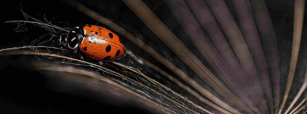 yellow ladybug spiritual meaning