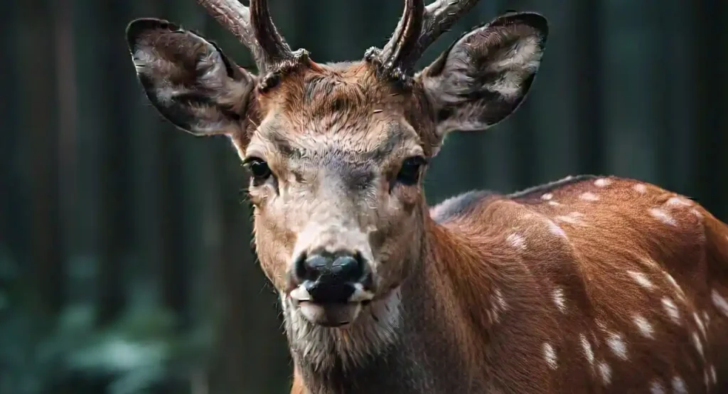 are deer a sign of angels