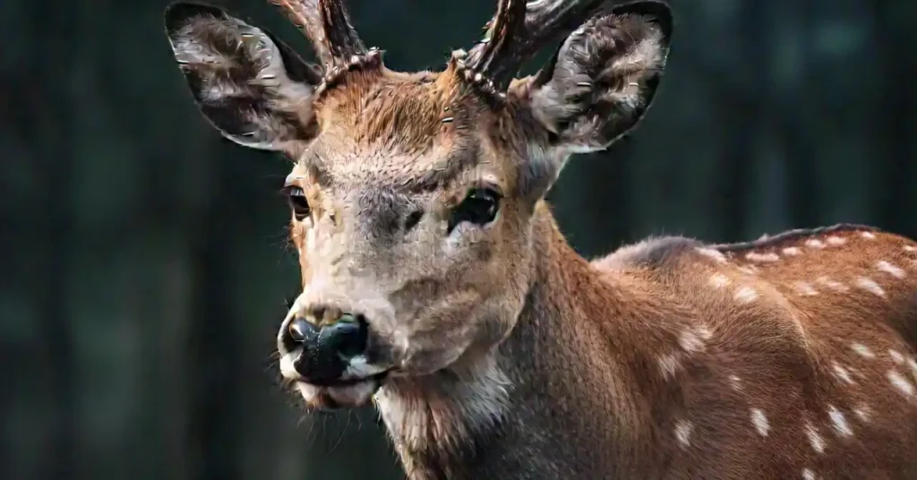 spiritual meaning of a deer in your path