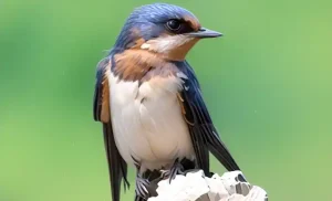 swallow bird symbolism and spiritual meaning