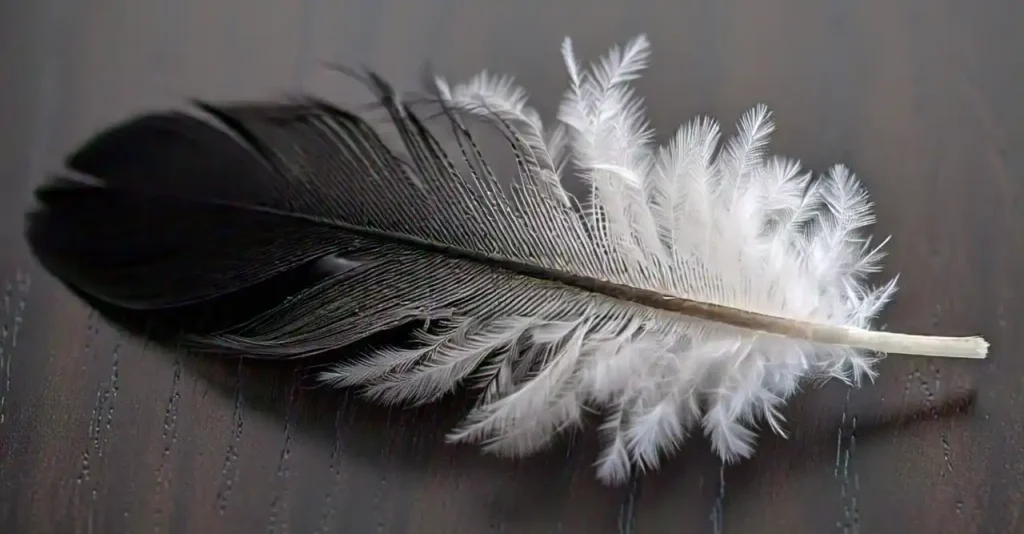 black and white feather spiritual meaning balance, harmony, and growth