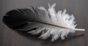 black and white feather spiritual meaning balance, harmony, and growth