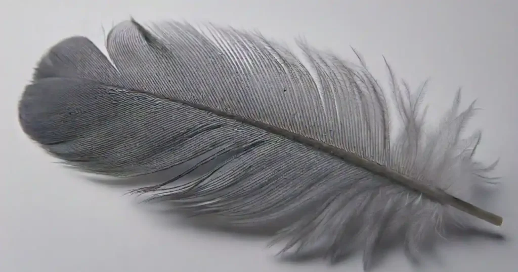 grey feathers spiritual meaning symbols of balance, healing, and transformation