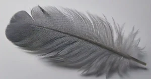 grey feathers spiritual meaning symbols of balance, healing, and transformation