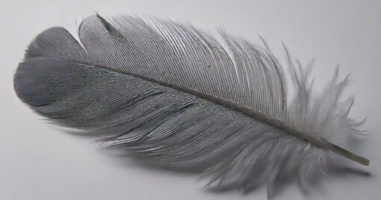 2 black feathers meaning spiritual