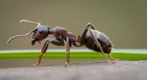 ant spirit, totem and power animal