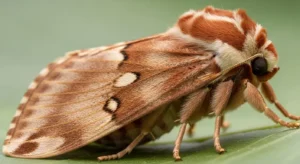 different cultures' beliefs about the moth