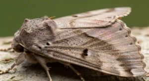 moth spirit, totem, and power animal